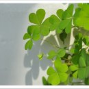 햇살가득한 이미지