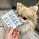 동물병원 닥터K | 닥터레이판크레타/닥터레이소화효소제/닥터레이판크레타후기] 위장이 약한 반려동물을 위한 소화...