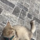 고양이카페 루프캣미 명동점 이미지