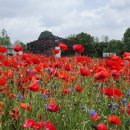 탑골농장 이미지