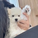 꼬로몽 | 강원도 양양 애견동반펜션 [꼬로몽 애견펜션]