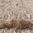 대목농장 이미지