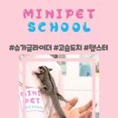 미니펫스쿨(Minipet School) 이미지