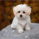 아이러브 동물병원 이미지