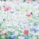 향기가득 이미지