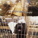 동물농장 이미지