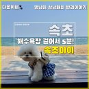 송림체육관 앞 횡단보도 | [강아지와 속초여행] 속초아이, 해수욕장, 소나무숲 애견동반 후기.