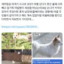 애경제주항공 사고 3대 가족 8살 손녀가 키우던 강아지 푸딩이만 혼자 남았는데 하염없이 가족들을 기다리고 있다고 함.. 이미지