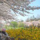 투썸플레이스 포이DI점 | 양재천 벚꽃 실시간 근처 카페 추천