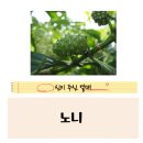 신체의 열매 | 신이 주신 열매 다양한 영양성분 &#34;노니&#34; 효능과 부작용