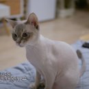 털보신집 이미지