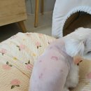 카라말티즈 | 말티즈 강아지 피부병 치료 후기 클로시딘 희석 비율