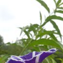 별과풍차 이미지