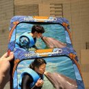 돌핀브리즈