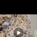 스몰펫하우스 이미지