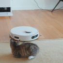 LG 로봇청소기 후기 : 고양이 털 청소 ThinQ 앱 활용법