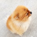 언제나봄날 민박 | [제주 감성 숙소] 감귤밭 숙소 '몽구네민박' 세번째 방문 후기
