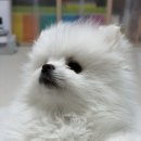 몽꾸르펫 네이버블로그