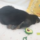 달곰이네 이미지