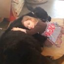 송아지 PC 이미지