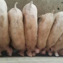 천훈진농장 이미지