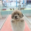 부산강아지분양 퍼피몰리 | 조카 선물로 강아지 입양! 부산강아지분양 퍼피몰리 솔직 후기🐶