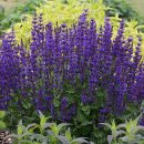 블루세이지 이미지