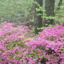 비슬산군립공원 Daum카페