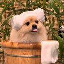 나무애견유치원 이미지