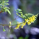 어정초등학교 이미지