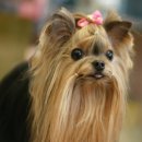 엣지코코 이미지