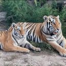 만 마리의 호랑이 | [중국 하얼빈 여행]동북호림원 (东北虎林园) 방문 후기 - 눈앞에서 만나는 호랑이 사파리 체험!