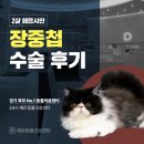민락동물병원 | 의정부동물병원ㅣ페르시안 고양이 장중첩 수술 후기