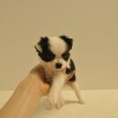 유올펫 강아지고양이 청주점 이미지