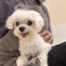 다온시스템 | 다온입양센터 후기 다녀온 뒤 일상의 기준이 바뀌어버린 이유