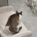 냥블레스유 이미지