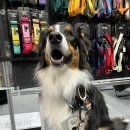 세화로134번길 | 2026 케이 수원펫페어 시즌1 주차정보 및 관람 후기