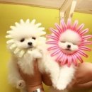 개바라기 이미지