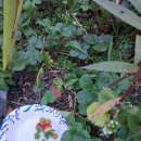 꽃 과 골프 카트. 이미지