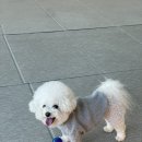 노리멍 | 안산 실내 애견카페 한대앞 '노리멍'