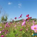 코스모스작은도서관 이미지