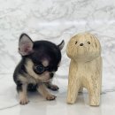 안녕, 내강아지 이미지