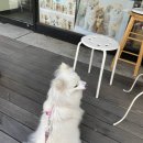 군자애견 이미지