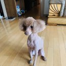 광릉내 애견 이미지