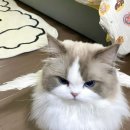 블루랙돌 이미지