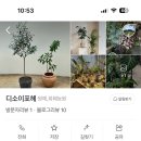 디소이포헤