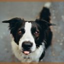 광주24시스카이동물메디컬센터 | 강아지 당뇨 예방과 스카이동물메디컬센터의 역할