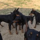 소문켄넬 이미지