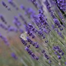 이랑이네 이미지