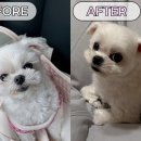 파피포우 네이버블로그